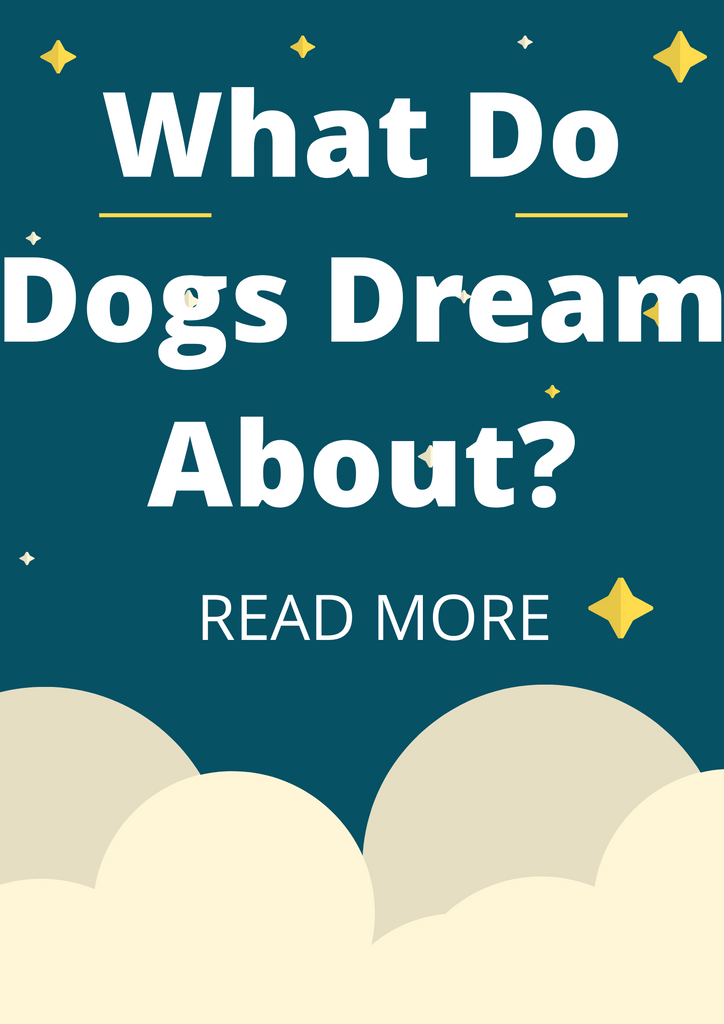 What Do Dogs Dream About?