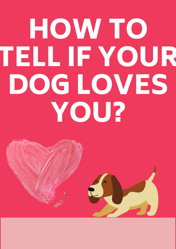 How To Tell If Your Dog Loves You