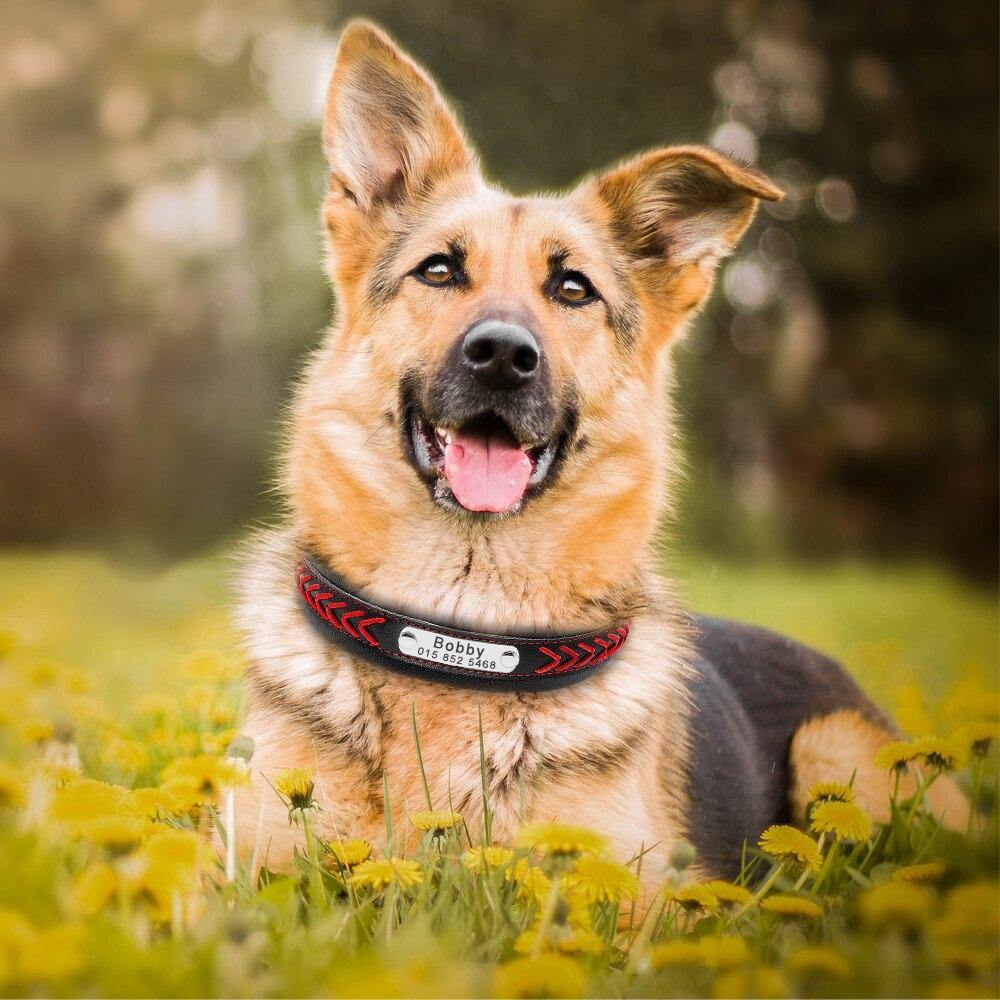 Bold Collar - Lovepawz
