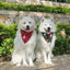 My Christmas Bandanas - Lovepawz