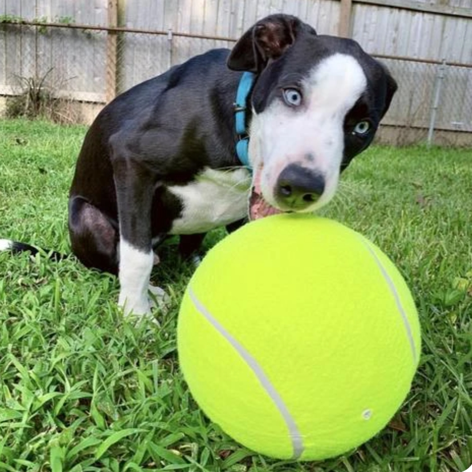 Giant Dog Tennis Ball - Lovepawz