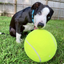 Giant Dog Tennis Ball - Lovepawz