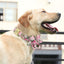Custom Collar With Bow - Lovepawz