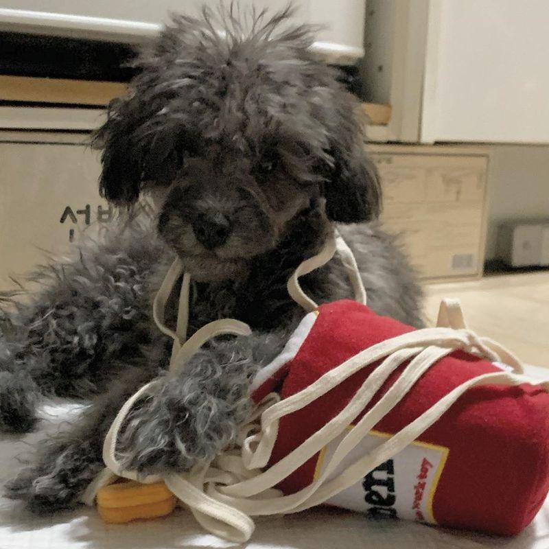 Dogs Snuffle Noodle Toys - Lovepawz