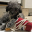 Dogs Snuffle Noodle Toys - Lovepawz