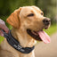Custom Military Tactical Dog Collar - Lovepawz