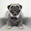Dog Wedding Party Suit Tuxedo Coat Costume - Lovepawz