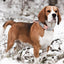 Fabric Soft Collar N Leash Set - Lovepawz