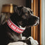 Personalized Large Wide Leather Custom Print Dog Collar - Lovepawz