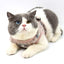 Grid Design Dog Harness and Leash Set - Lovepawz