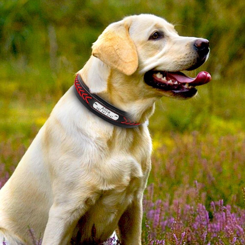 Bold Collar - Lovepawz