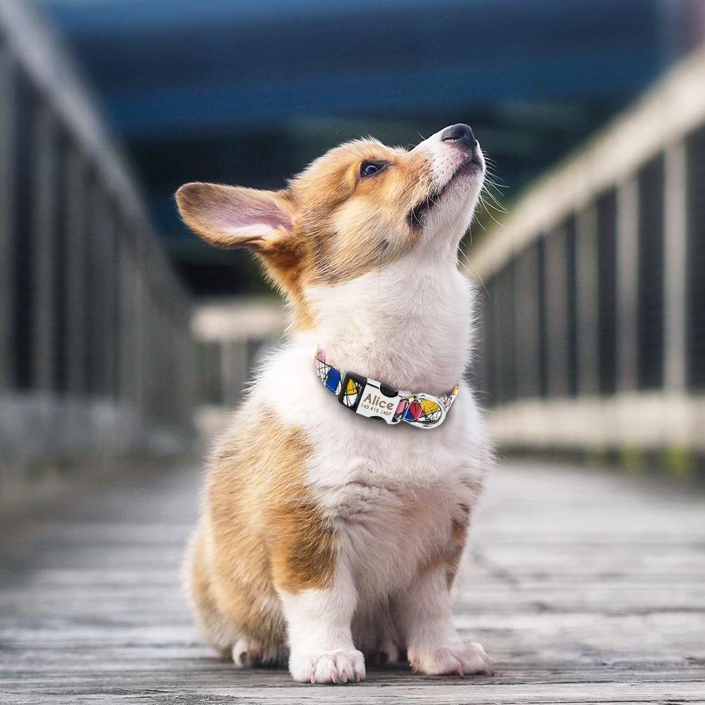 Custom Picasso Dog Collar - Lovepawz