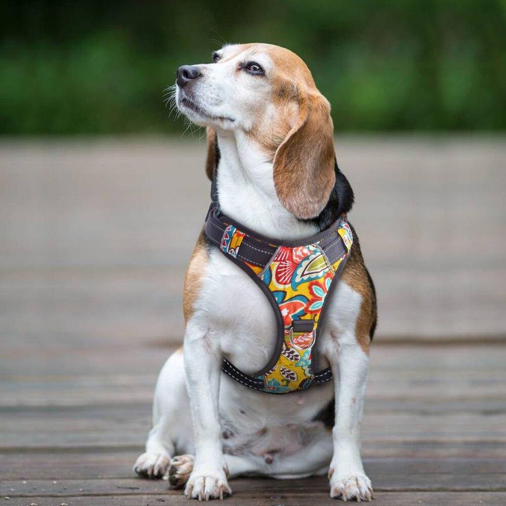 Nylon Quick Control Harness - Lovepawz