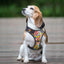 Nylon Quick Control Harness - Lovepawz