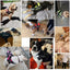 Strap'n'walk Custom Dog Harness - Lovepawz