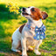 Personalized FruityBow Collar - Lovepawz