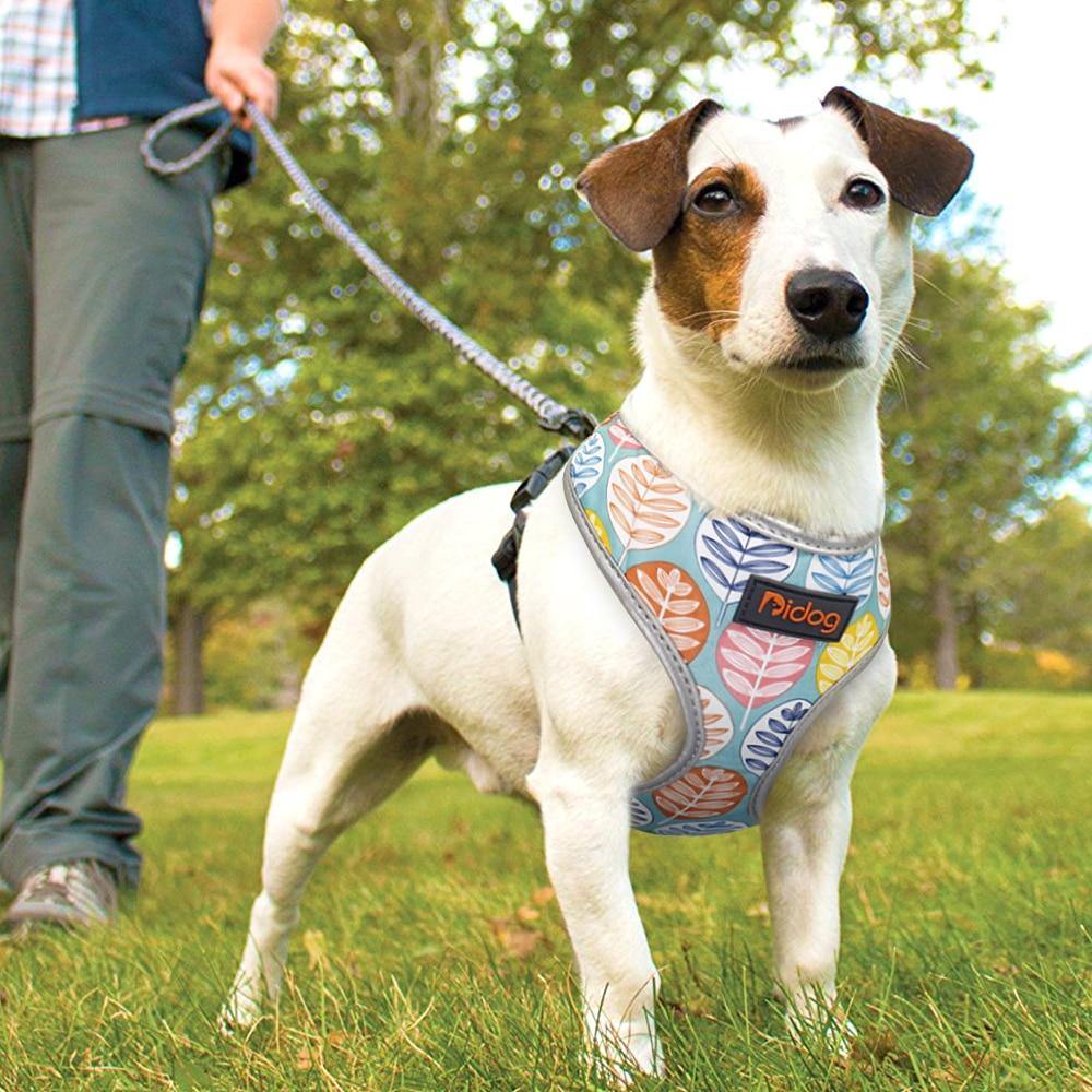Didog Printed Harness - Lovepawz