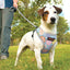 Didog Printed Harness - Lovepawz