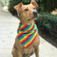 Rainbow Style Dog Bandana Scarf - Lovepawz