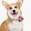 Fruit Floral Personalized Collar - Lovepawz