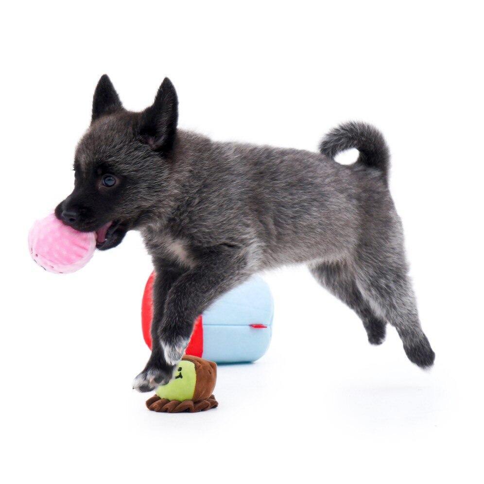 Ice Cream Toy Dog Plush Set - Lovepawz