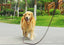 Leather Braided Dog Leash - Lovepawz