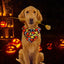 Halloween Styled Mix Dog Bandana Scarfs - Lovepawz