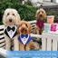 Formal Dog Puppy Tuxedo Bandana Collar With Bow Tie - Lovepawz
