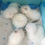 Milkpop Ultimate Pup Feeder - Lovepawz