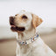 Catsoft Dog Collar - Lovepawz