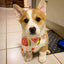 Summer Fruit Bandanas - Lovepawz