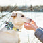 Personalized Artful Bow Collar - Lovepawz