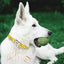 Lighting Bolter Collar - Lovepawz