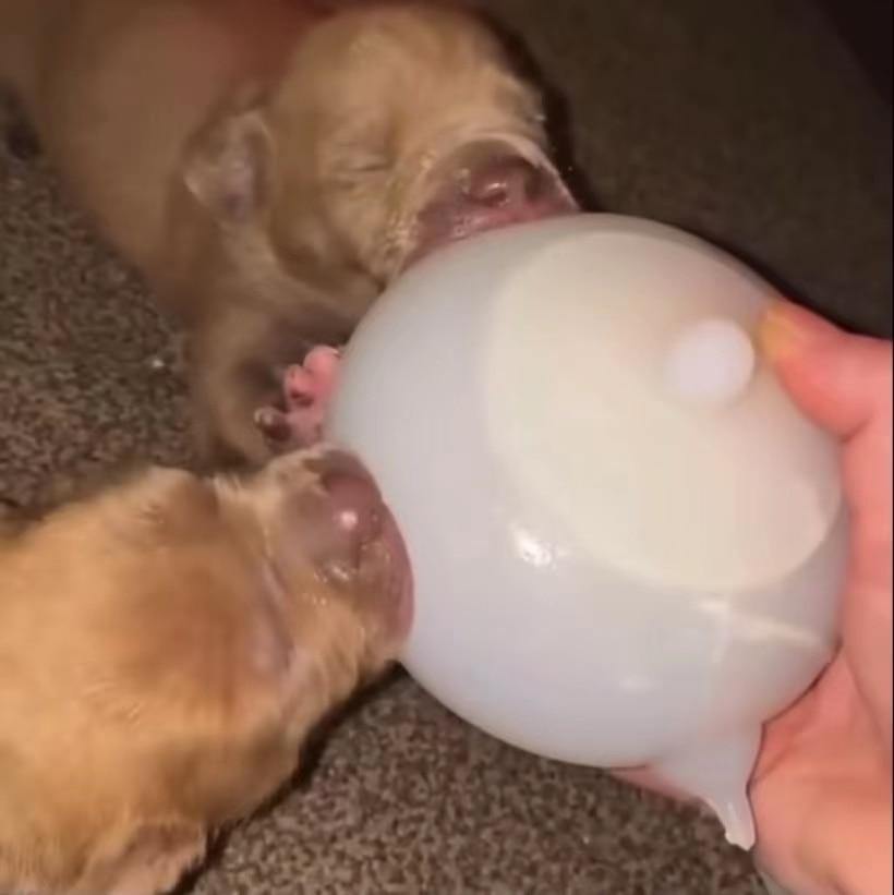 Milkpop Ultimate Pup Feeder - Lovepawz