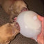 Milkpop Ultimate Pup Feeder - Lovepawz