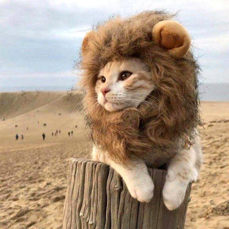 Lion Mane Dog Cat Wig Hat Costume - Lovepawz