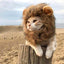Lion Mane Dog Cat Wig Hat Costume - Lovepawz