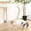 Lifting Cat Ball Interactive Automatic Ball Teaser Toy - Lovepawz