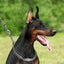 Personalized Chain Slip Collar - Lovepawz