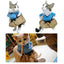 Funny Angry Teacher Cat Costume - Lovepawz