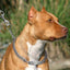 Personalized Chain Slip Collar - Lovepawz