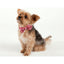 Christmas Snowflake Collar - Lovepawz