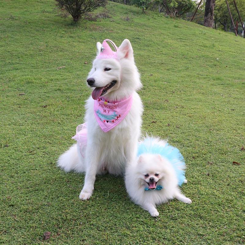 "Happy Birthday" Bandanas - Lovepawz