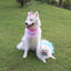 "Happy Birthday" Bandanas - Lovepawz
