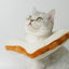 Cat Toasted Head Costume - Lovepawz