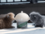 Milkpop Ultimate Pup Feeder - Lovepawz