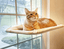 Cat Window Hammock - Lovepawz
