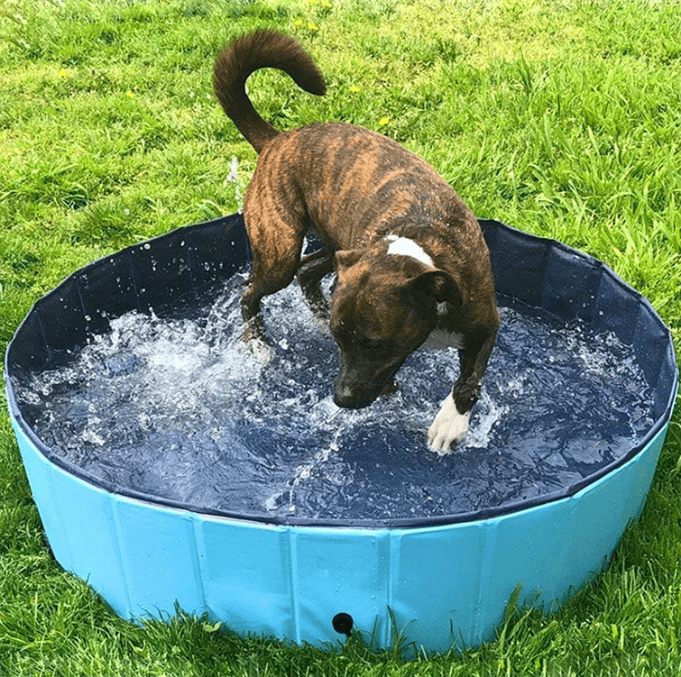 Foldable Pet Collapsible Swimming Pool - Lovepawz