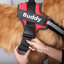 Strap'n'walk Custom Dog Harness - Lovepawz