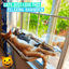 Cat Window Hammock - Lovepawz